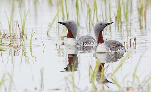 Red-throated Loon Pair Landscape Print